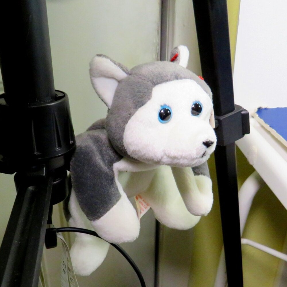 TY Gray & White Husky Dog Puppy Nanook w blue eyes w paper tag